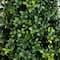 3ft. UV Resistant Boxwood Plant Set with Integrated Ground Stake